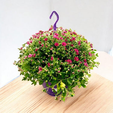 Chrysanthemum - Skyfall Mixed